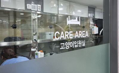 고양이 피부질환 귀 수포 치료 후기 이미지