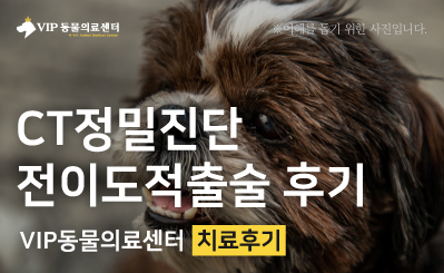 얼굴이 아팠던 두리, 하루 만에 받은 전이도적출술 후기 이미지