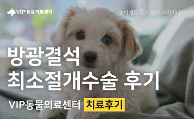 심장 질환 있는 강아지, 방광결석 수술 후 빠른 회복 후기 이미지