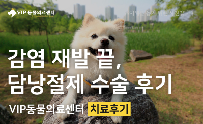 복강경으로 진행한 강아지 담낭절제 수술 후기 이미지