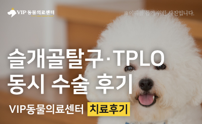 강아지 십자인대 파열 TPLO + 슬개골탈구(MPL) 동시 수술 후기 이미지