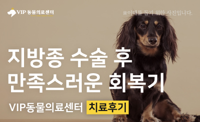 강아지 지방종 절제술 후기 – 큰 지방종 제거 후 회복 과정 이미지
