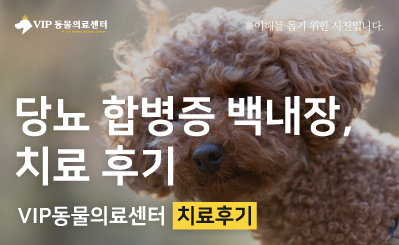 강아지 백내장 치료 후기 진단부터 수술까지 경험 이야기 이미지