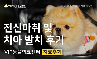강아지 치주염 치과 발치 후기, 입냄새 개선과 회복 과정까지 이미지