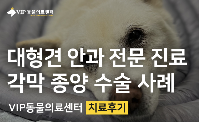 대형견 노령견의 강아지 각막종양절제술 및 안과 진료 과정 이미지