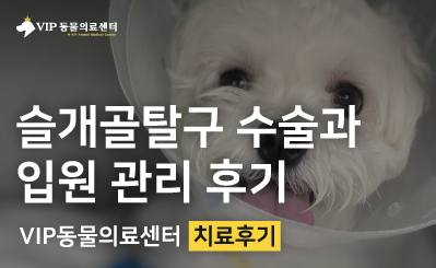 슬개골 탈구 교정 수술, 겁 많은 아이를 위한 세심한 케어 과정 이미지