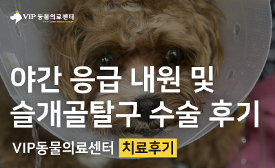 강아지 슬개골탈구 교정 수술과 야간 당직 응급 진료 사례 이미지