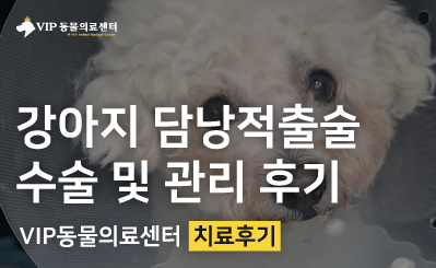 강아지 심한 구토 설사 증상, 담낭 제거 수술 및 퇴원 후 재진 과정 이미지