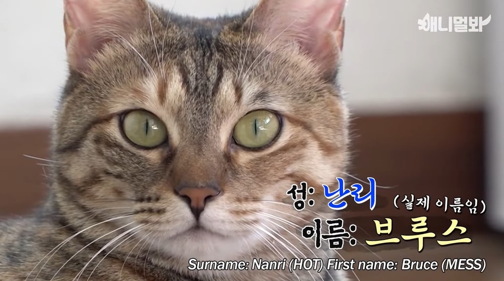 1난리 브루스 1.jpg