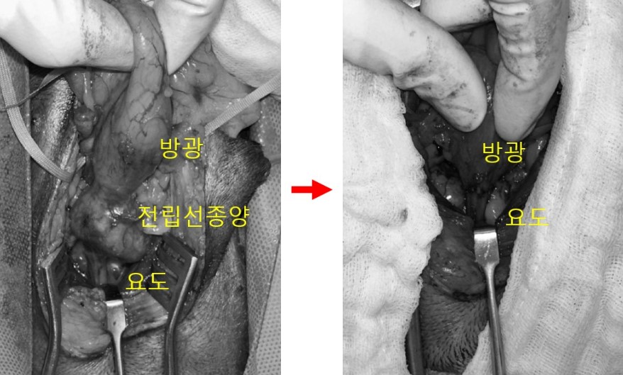 강아지 전립선 종양 1 .jpg
