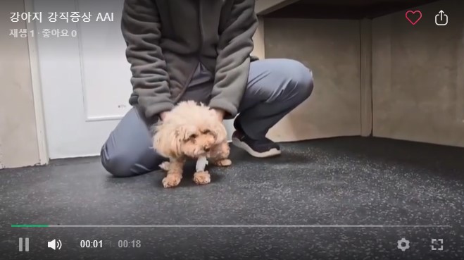 강아지 AAI 동영상 1.jpg