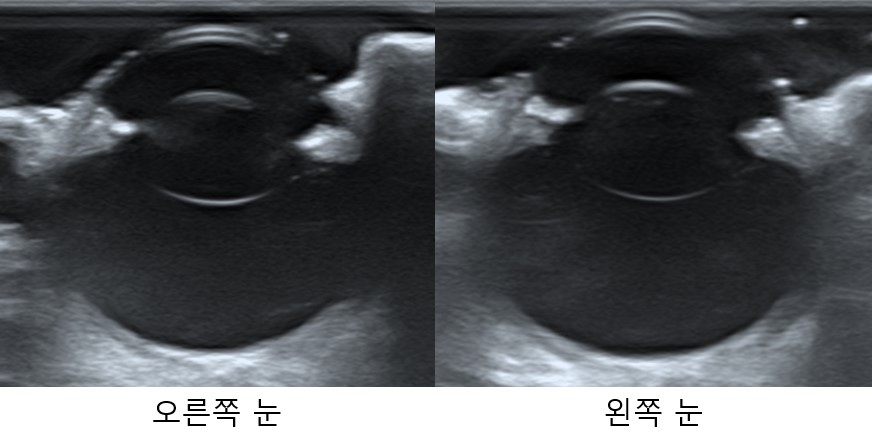 강아지 시력저하 2.jpg