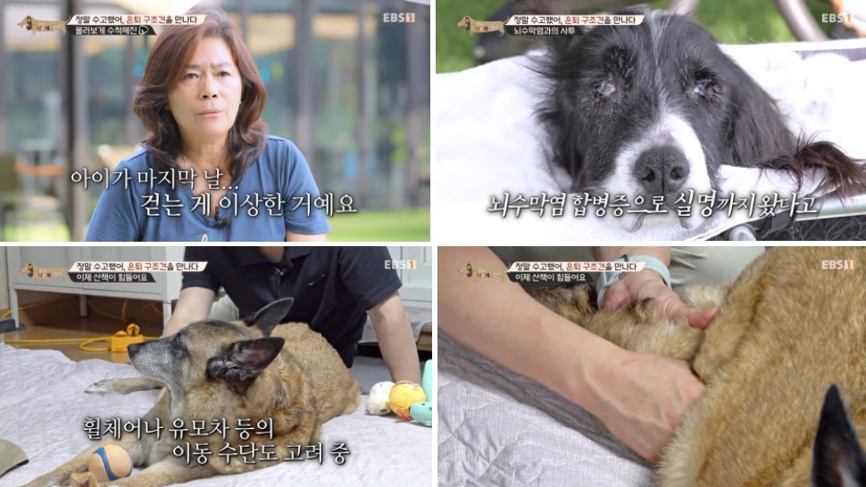 세나개 1.jpg