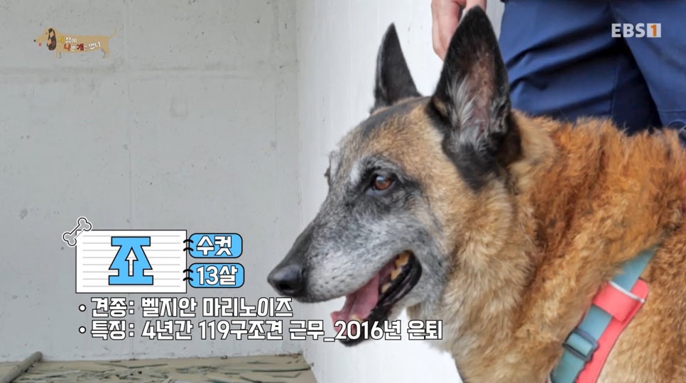 세상에나쁜개는없다4.jpg