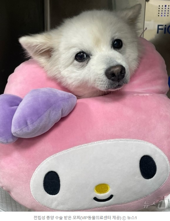 벳앤패밀리1.jpg