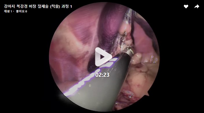 강아지 복강경 비장 절제수술 4.jpg