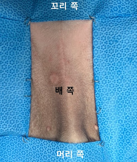 강아지 JPS수술 전.jpg