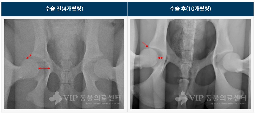 강아지 JPS 수술 경과 .jpg