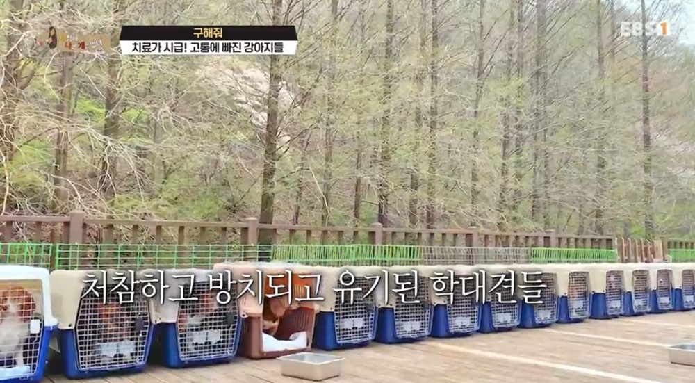 VIP동물의료센터 세나개 (15).JPG