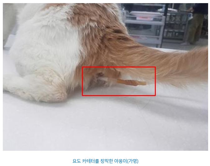 야옹이07.JPG