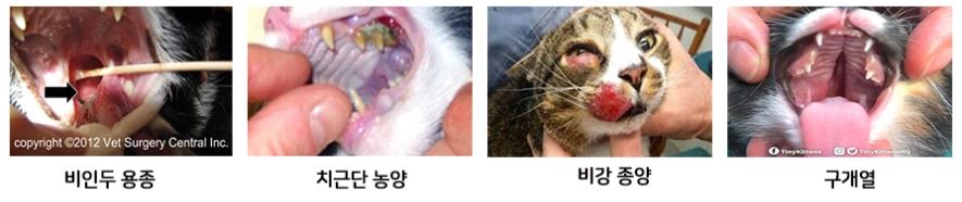 고양이비염09.JPG