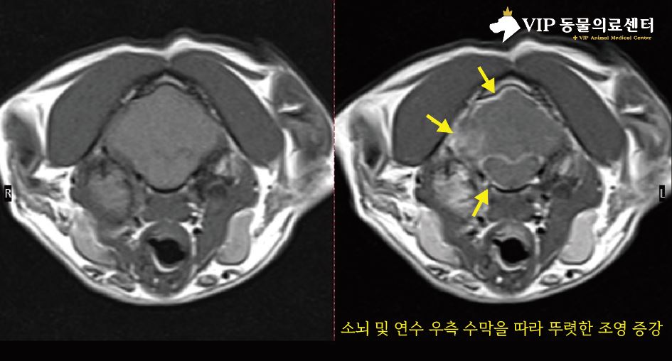스코티시 폴드 기립불능03.JPG